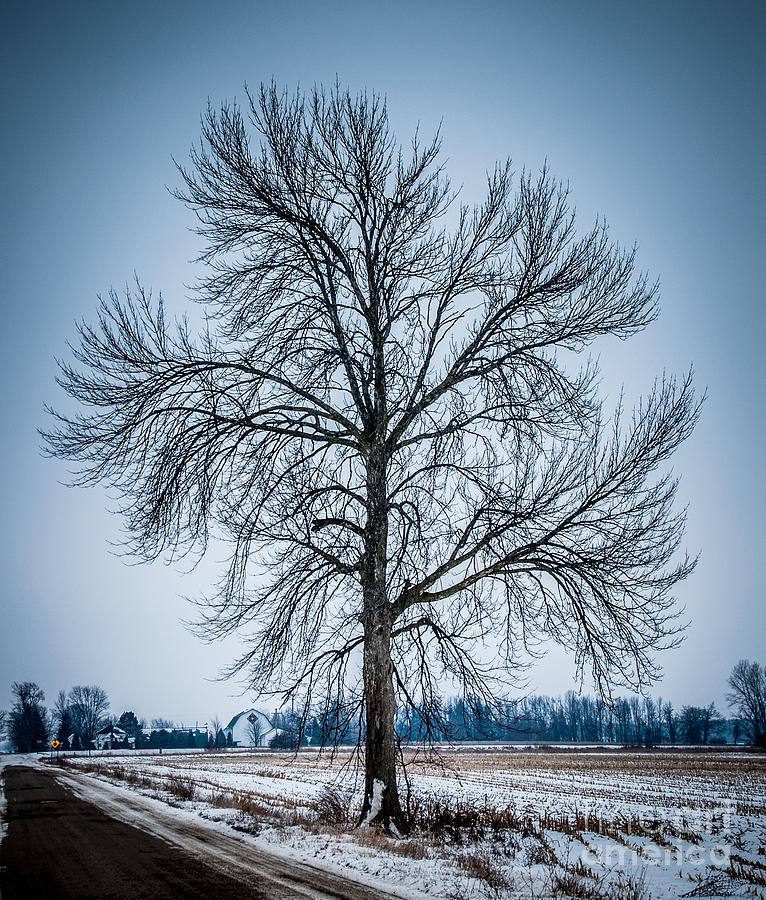 Tree #1 Photograph by Ronald Grogan