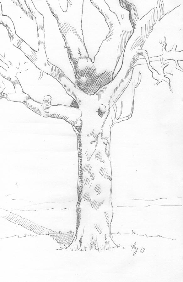 Tree Sketch #1 Drawing by Mike Jory