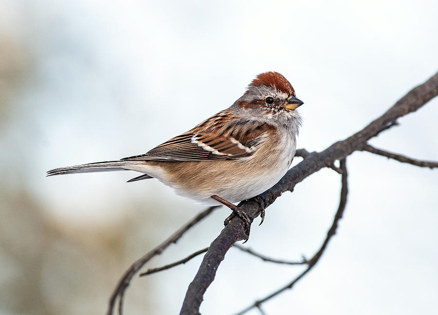 Tree Sparrow II #1 Photograph by Jim Zablotny