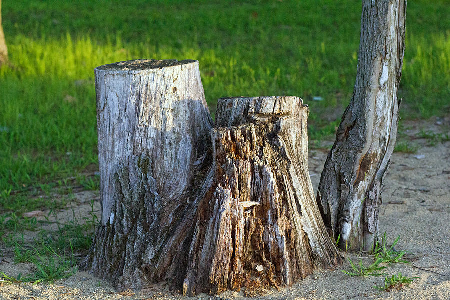 Tree stump #1 Photograph by Susan Jensen
