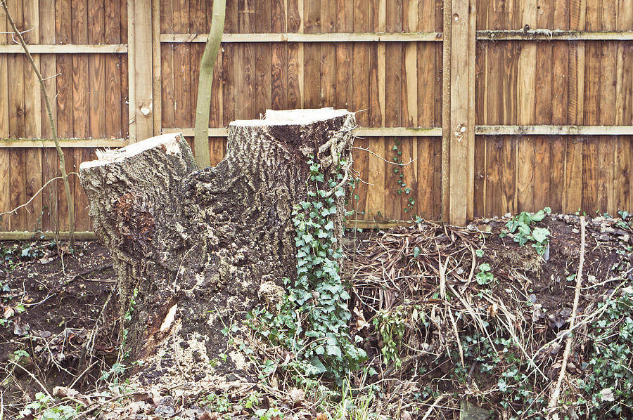 Nature Photograph - Tree stump #1 by Tom Gowanlock