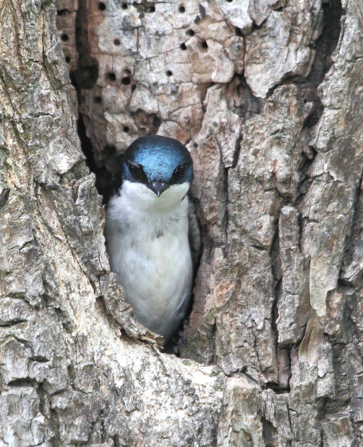 Tree Swallow #1 Photograph by Angie Vogel