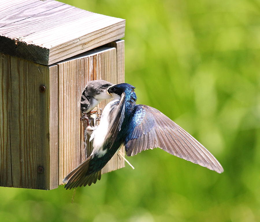 Tree Swallow Feeding Young Photograph by David Byron Keener - Fine Art ...