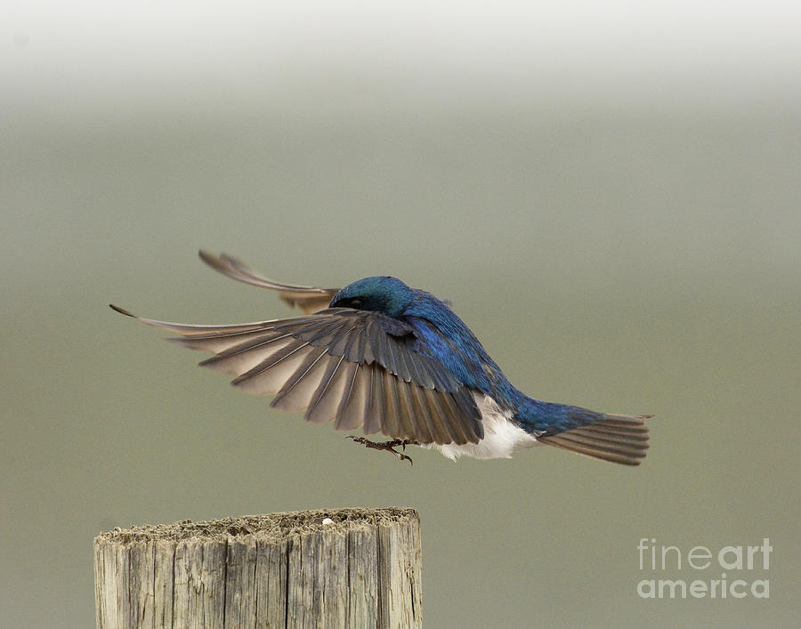 Tree Swallow in Flight #1 Photograph by Dennis Hammer