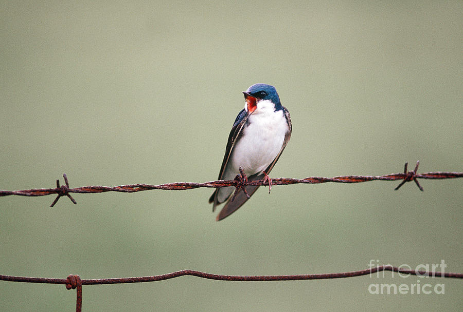 Tree Swallow #1 Photograph by James L. Amos