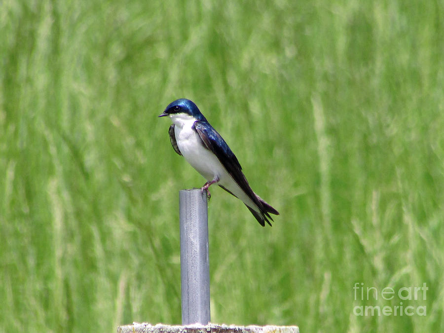 Tree Swallow Photograph by Jamie Smith