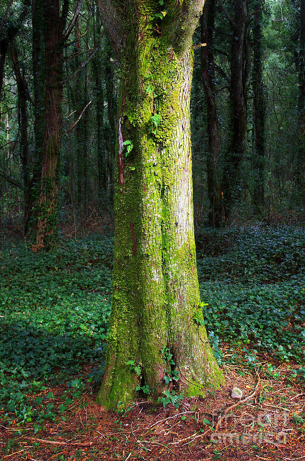 Jungle Photograph - Tree Trunk #1 by Carlos Caetano