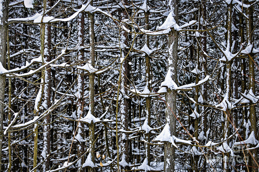 Winter Photograph - Tree trunks in winter 1 by Elena Elisseeva