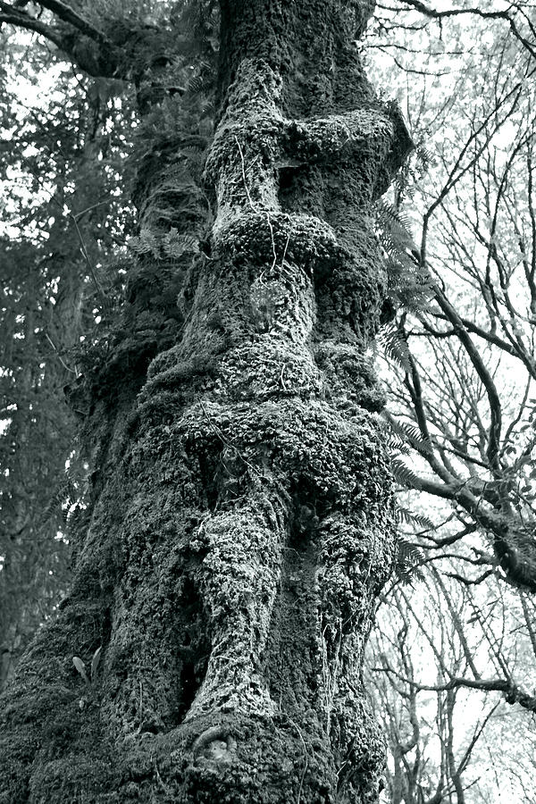 Tree.Climbing #1 Photograph by Sergey and Svetlana Nassyrov