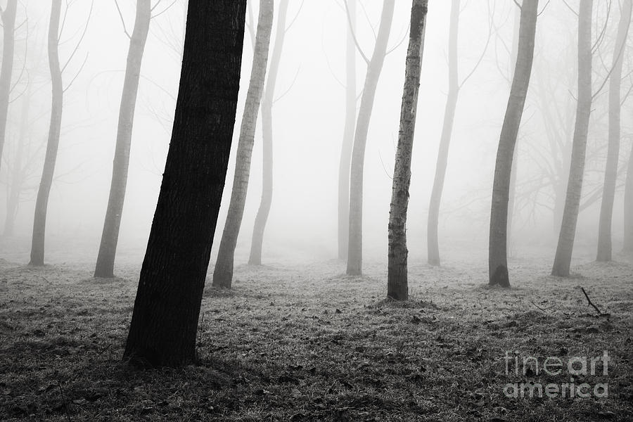 Trees dancing in the fog #1 Photograph by Matteo Colombo