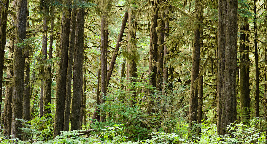 Trees In A Forest, Quinault Rainforest Photograph by Panoramic Images ...