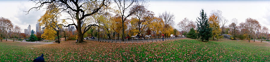 Trees In A Park, Central Park #1 Photograph by Panoramic Images
