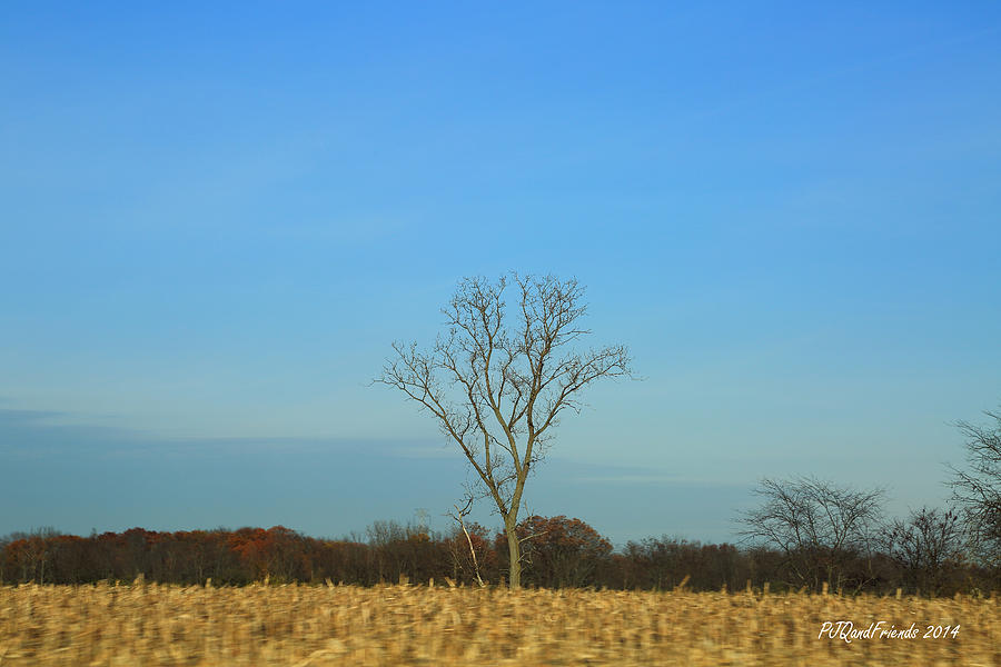 Trees in Field #1 Photograph by PJQandFriends Photography