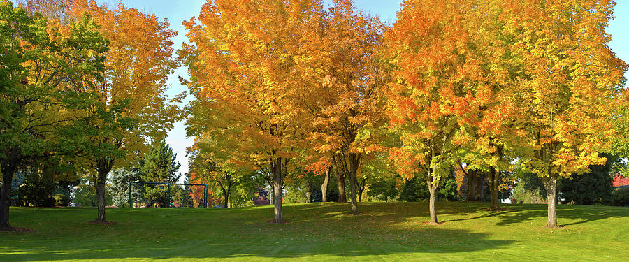 Trees In Public Park, Gresham Photograph by Panoramic Images - Fine Art ...