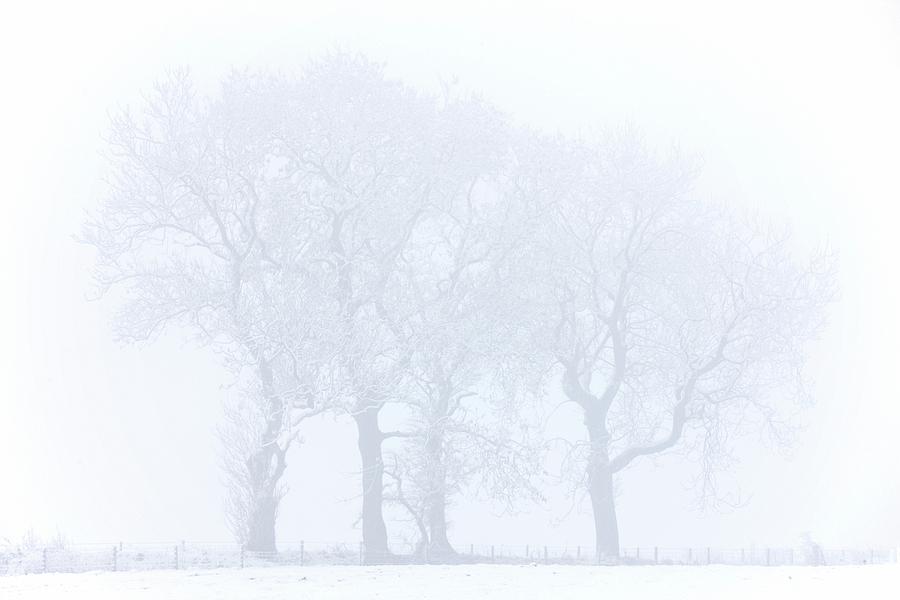 Nature Photograph - Trees Seen Through Winter Whiteout #1 by John Short