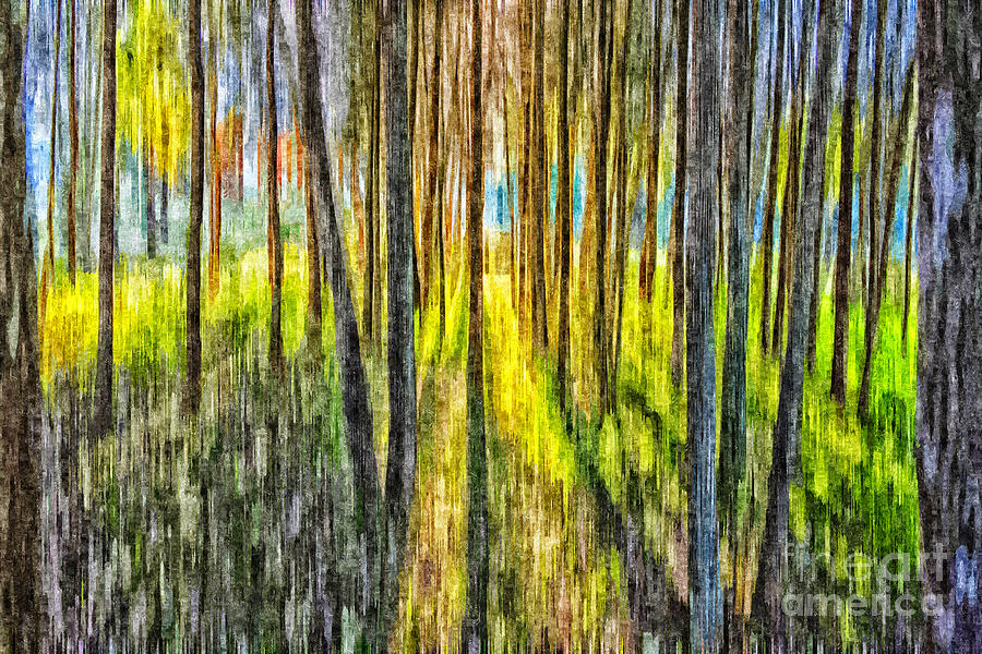 Trees #1 Photograph by Sheila Smart Fine Art Photography