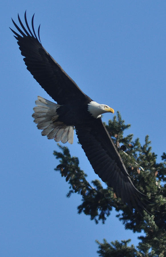 Bald Eagle Photograph - Treetop Eagle by Brent Easley