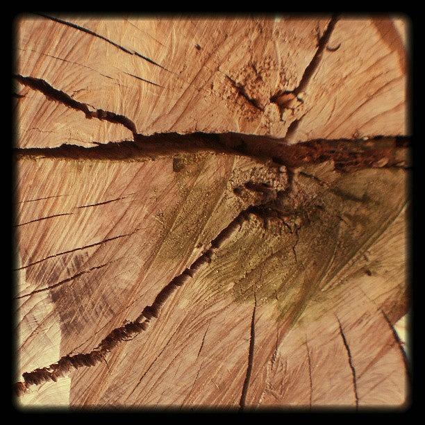 Nature Photograph - #treewood #beautiful #tree #nature #1 by Juan Parafiniuk