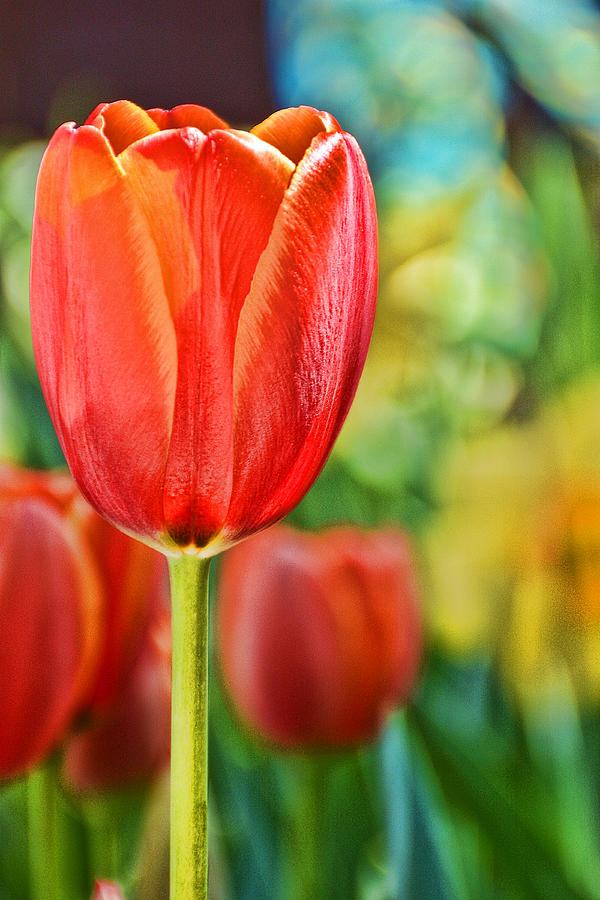 Trendy Tulips #2 Photograph by Jeanne May