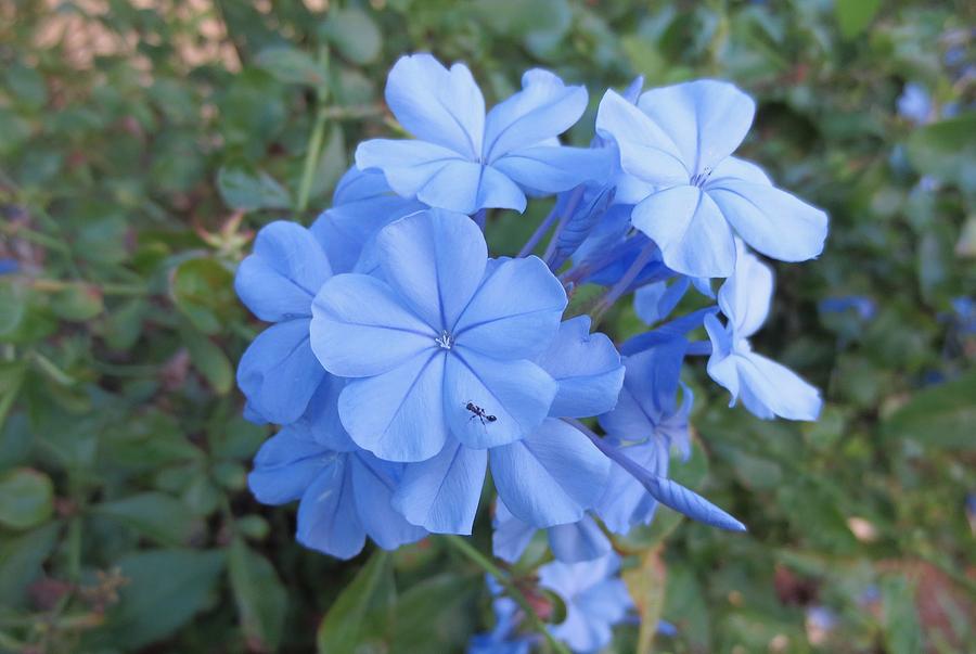 The Ant and The Blue Flower Photograph by Trevin Nocent