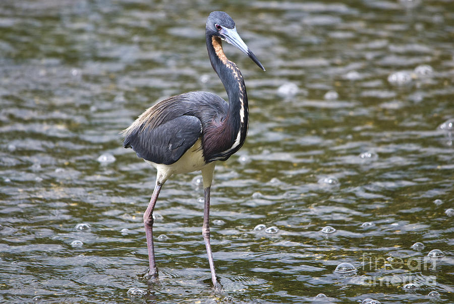 Tri-colored Heron #3 Photograph by John Greco