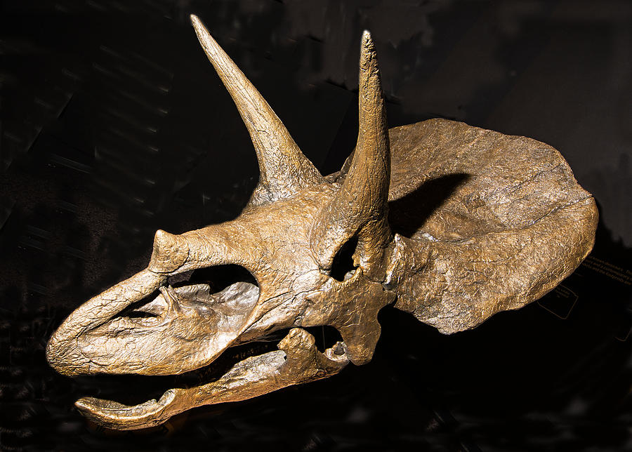 Triceratops Dinosaur Skull #1 Photograph by Millard H. Sharp
