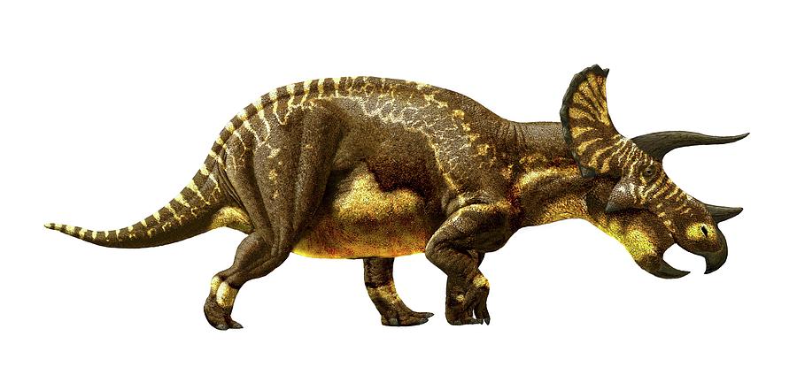 Prehistoric Photograph - Triceratops Horridus Dinosaur #1 by Julius T Csotonyi/science Photo Library