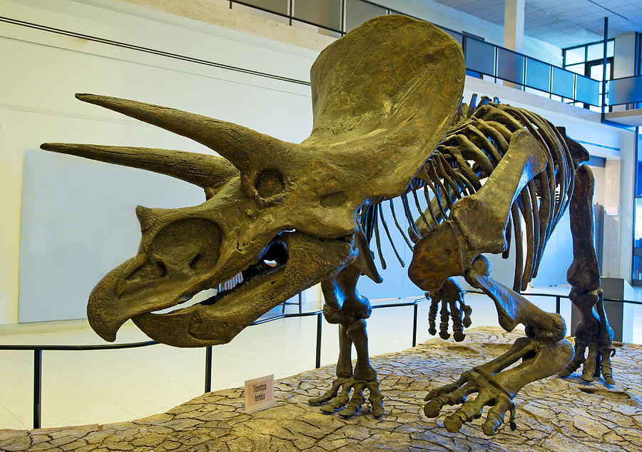 Prehistoric Photograph - Triceratops #1 by Millard H. Sharp