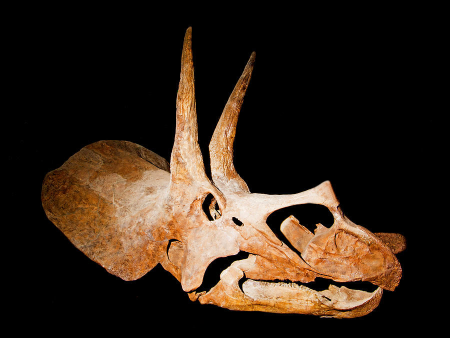 Triceratops Skull Fossil #1 Photograph by Millard H. Sharp
