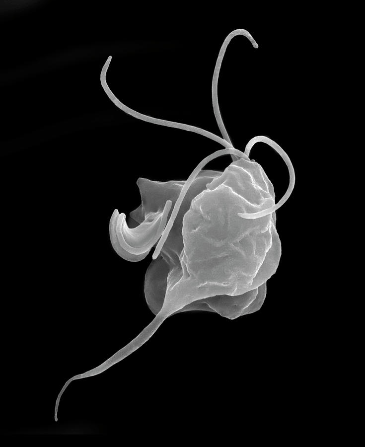 Black And White Photograph - Trichomonas Vaginalis Parasitic Protozoan #1 by Dennis Kunkel Microscopy/science Photo Library