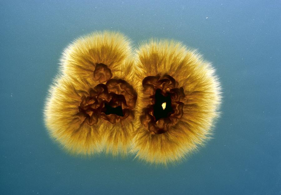 Ascomycota Photograph - Trichophyton Fungus #1 by Perennou Nuridsany