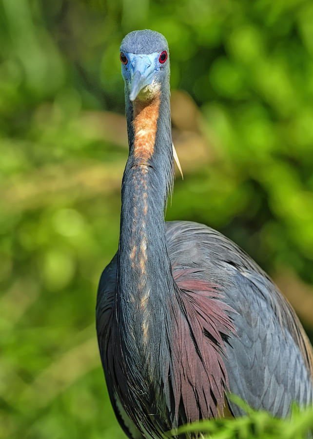 Tricolored Heron #1 Photograph by Bill Dodsworth