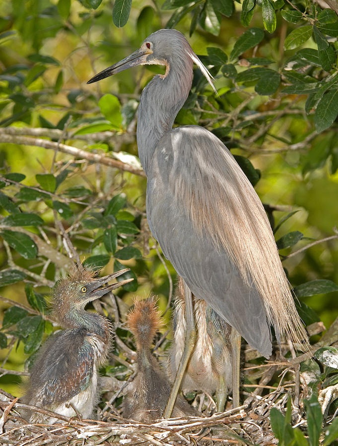 Tricolored Heron Feeding Young In Nest #1 Photograph by Millard H. Sharp