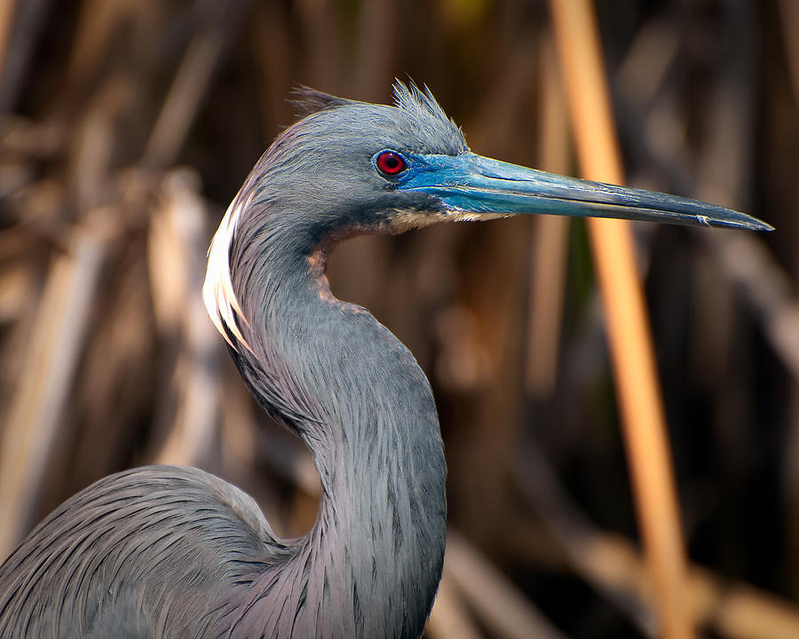 Nature Photograph - Tricolored Heron in Breeding Plumage #1 by Richard Leighton