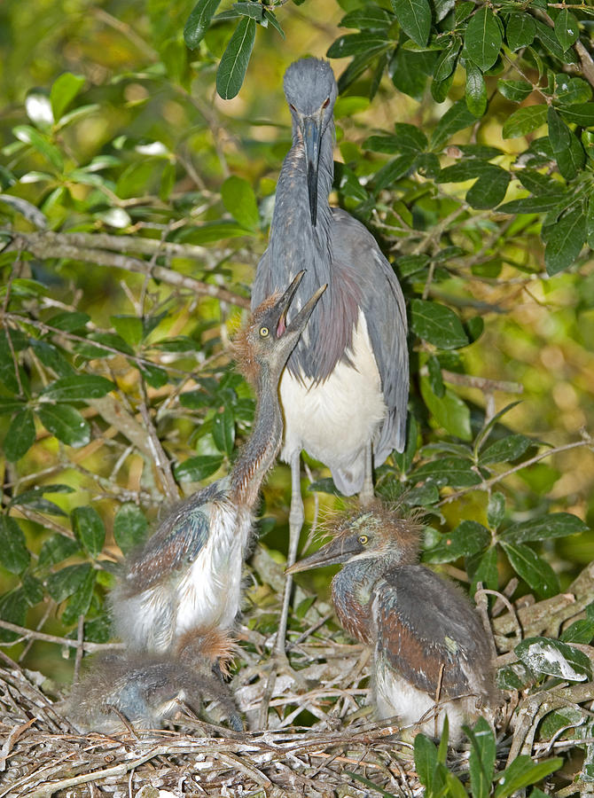 Tricolored Heron Tending Young #1 Photograph by Millard H. Sharp
