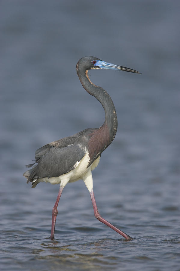 Tricolored Heron Wading Texas #1 Photograph by Tom Vezo