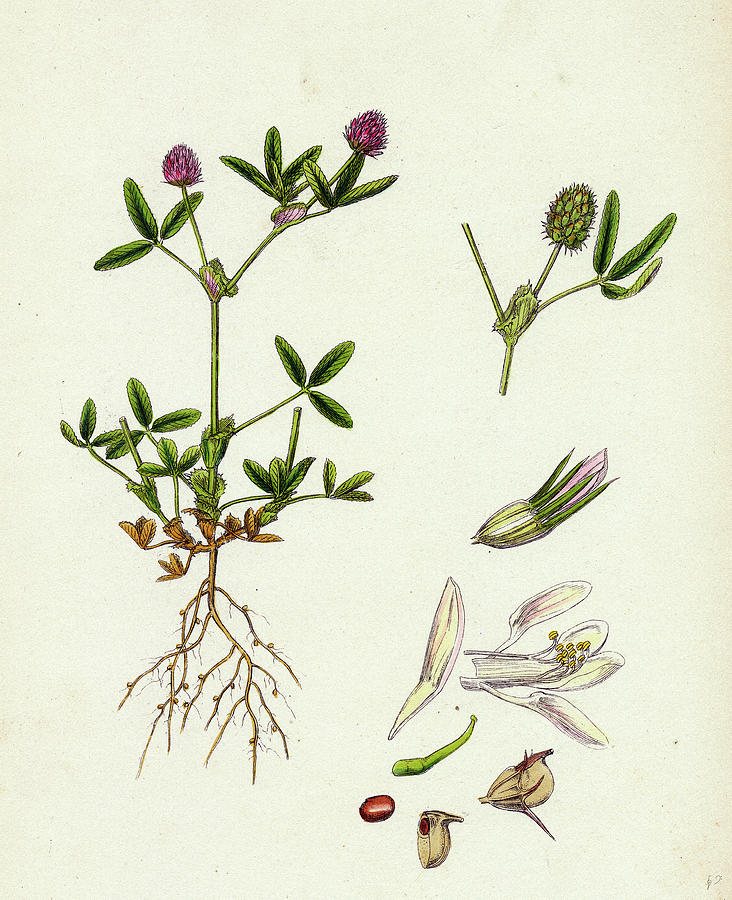 Trifolium Strictum Upright Round-headed Trefoil Drawing by English ...