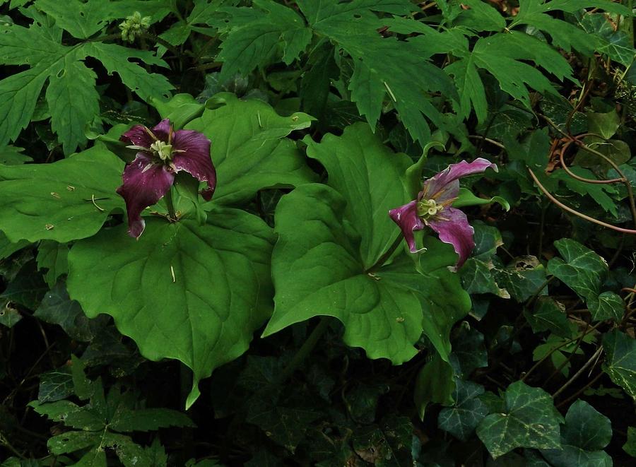 Trillium of the Forest  #1 Photograph by Charles Lucas