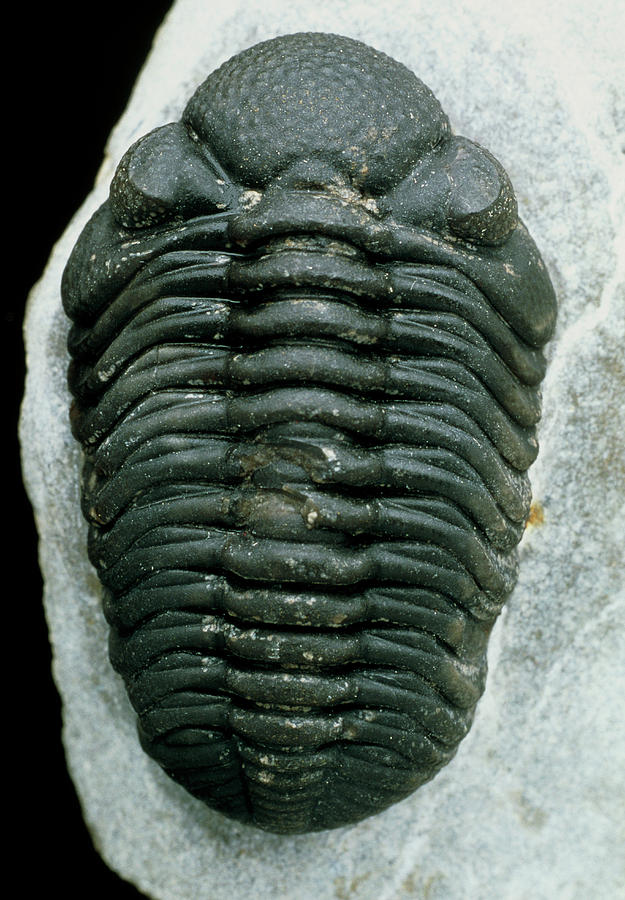 Trilobite Fossil Photograph By Sinclair Stammersscience Photo Library Pixels 