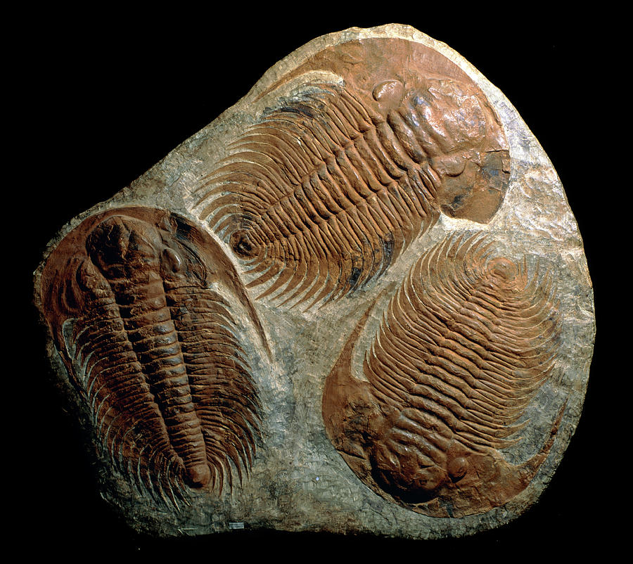 Animal Photograph - Trilobite Fossils #1 by Sinclair Stammers/science Photo Library