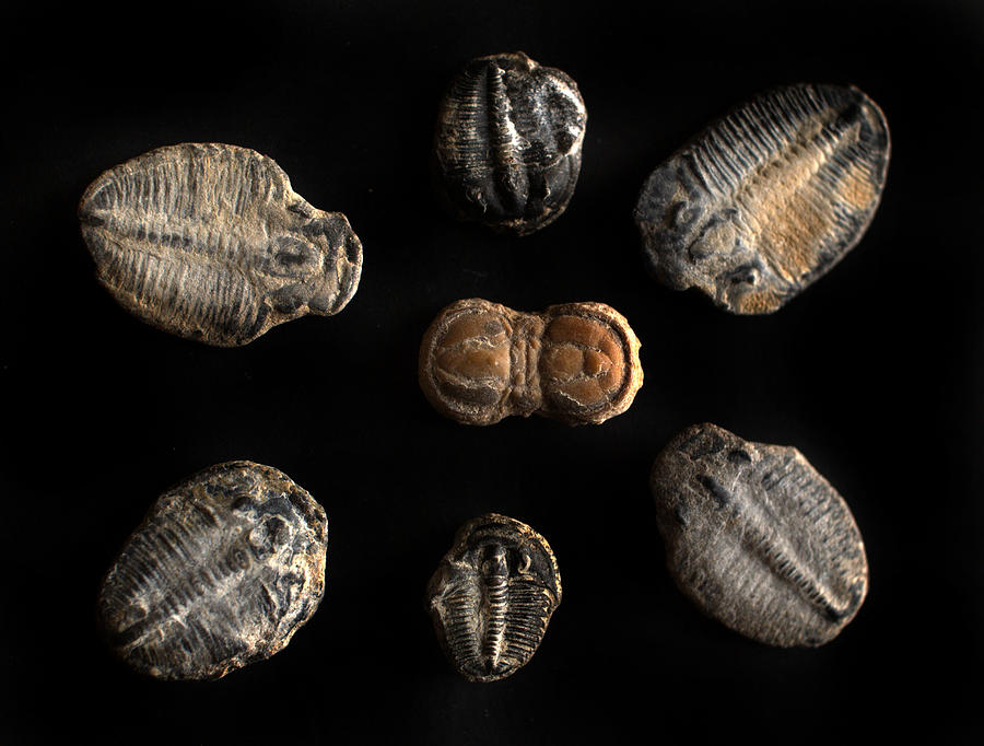 Trilobites #1 Photograph by Nathan Abbott