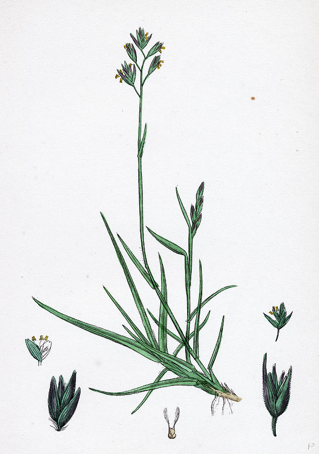 19th Century Drawing - Triodia Decumbens Decumbent Heath-grass by English School 19th Century Drawing - Triodia Decumbens Decumbent Heath-grass by English School