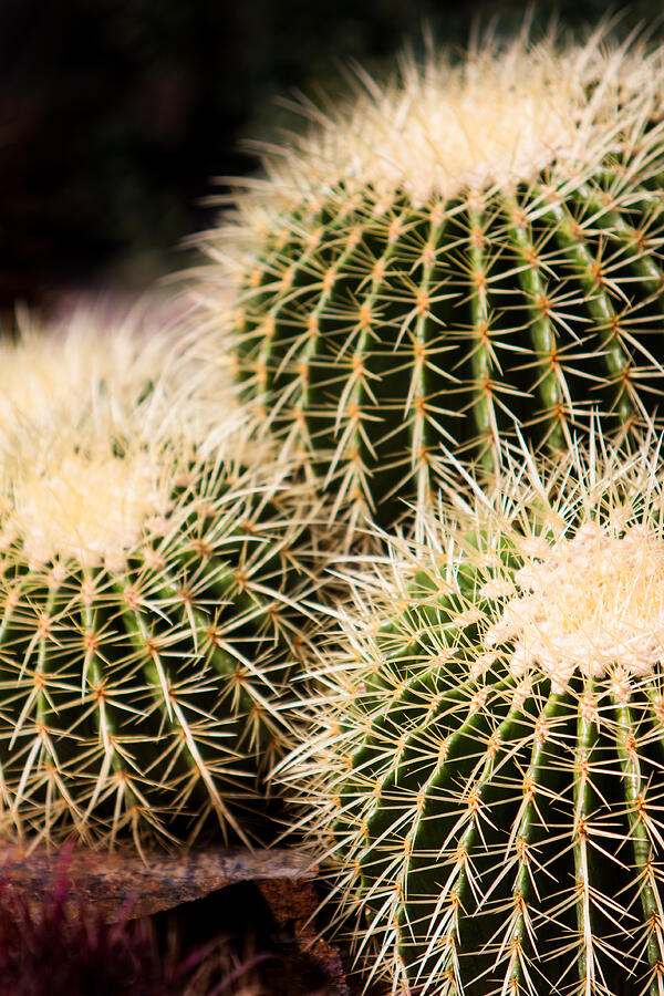 Triple Cactus #2 Photograph by John Wadleigh