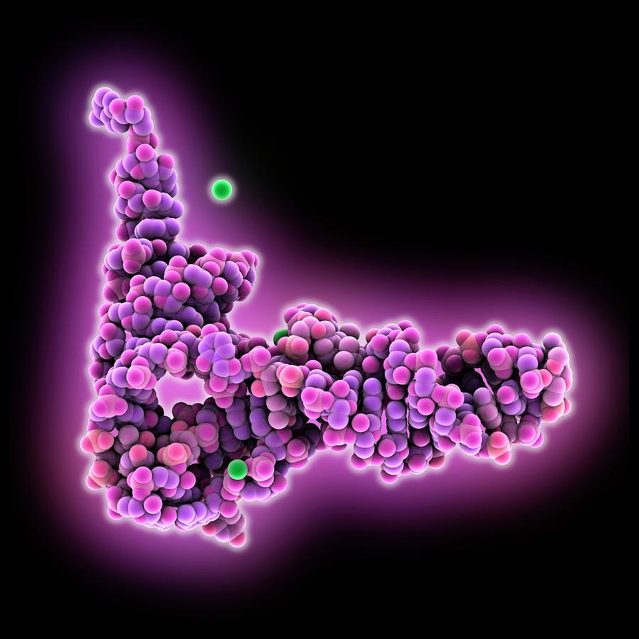 Biochemical Photograph - Trna Molecule #1 by Laguna Design