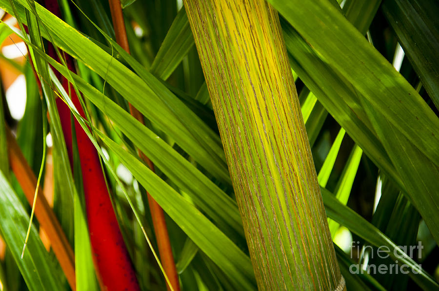 Jungle Photograph - Tropical Background #1 by THP Creative