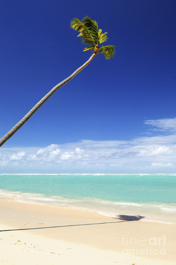 Tropical Beach And Palm Tree Photograph