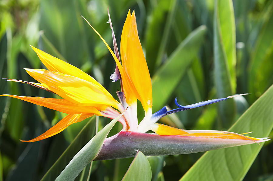 Tropical Bird of Paradise flower in full bloom Oahu, Hawaii, United States of America #1 Photograph by Brandon Tabiolo