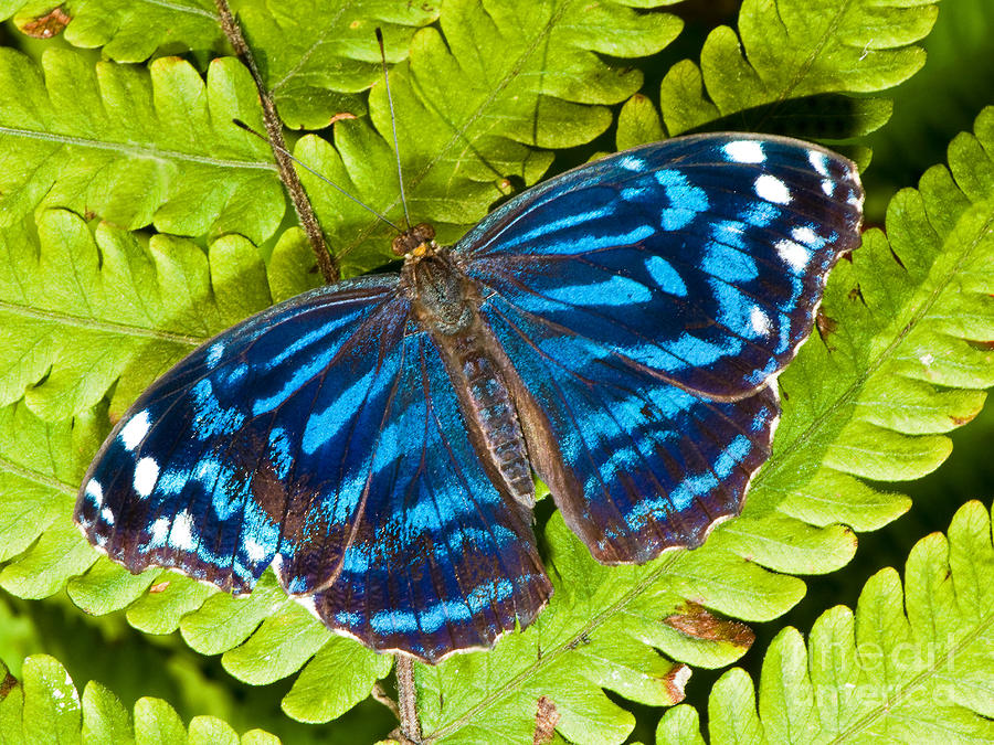 Tropical Blue Wave Butterfly #1 Photograph by Millard H. Sharp