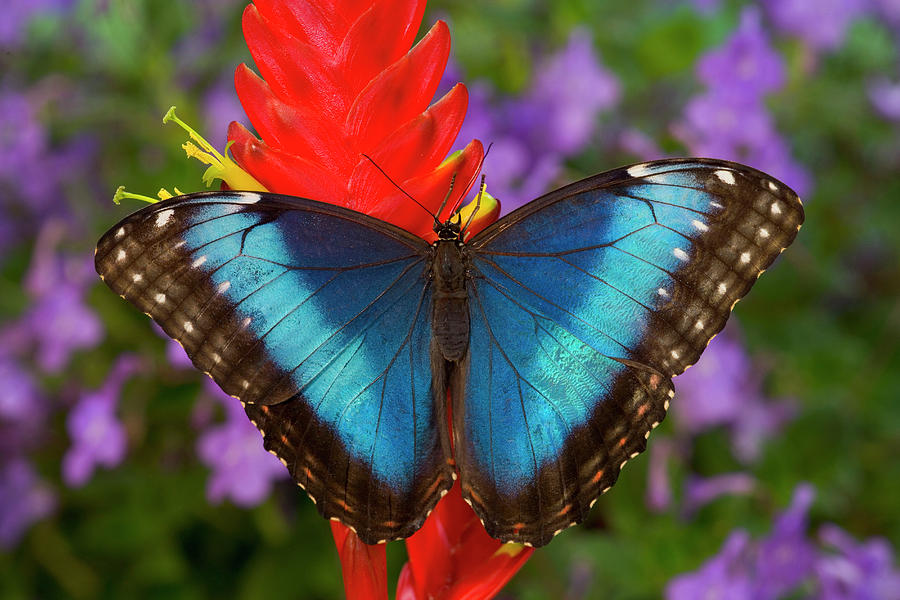 Tropical Butterfly The Blue Morpho Photograph by Darrell Gulin