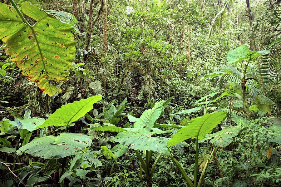 Tropical Cloud Forest Photograph by Dr Morley Read/science Photo ...